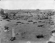 Zapadni Rookery, Death Trap, St. Paul Island, (Bering Sea) Aug. 7 1897