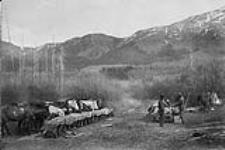 Feeding mules, Cassiar Trail, B.C., 3 June 1887 June 3 1887.