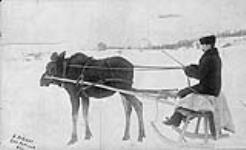 [A moose pulling a sleigh] n.d.