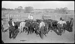 Cattle pen 1913