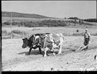 Oxen ploughing near Murray Bay, P.Q 1930
