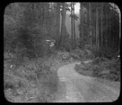 On the Alberni Summit, [Vancouver Island, B.C., c. 1900] [ca. 1900]