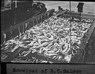 Scowload of B.C. salmon c. 1910