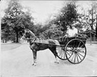 Hackney pony and cart ca. 1910