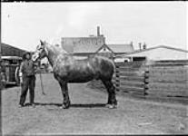 Swift Canadian Company's dapple grey horse "Louie" ca. 1920