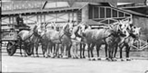 Harris Dairy delivery wagon drawn by Grey Percherons 1933
