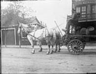 Harry Ferris driving grey team of Brandon Brewing Co Sept. 1909