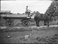 Tamblyn driving wagon drawn by Princess Mary and Princess Maud, Hillcrest Farm 24 Aug. 1939