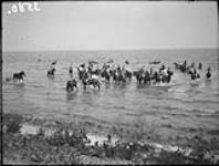 Horses of "B" Squadron, Royal Canadian Dragoons bathing in Lake Ontario near Long Branch 18 aug. 1935