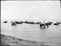 Horses of "B" Squadron, Royal Canadian Dragoons bathing in Lake Ontario near Four Mile Creek 22 July 1935