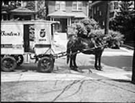 Delivery wagon, Borden's Milk, Glencairn Ave 25 July 1947