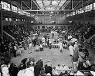 Judging Sheep in the Coliseum, Canadian National Exhibition, Toronto, Ont Sept. 1, 1938