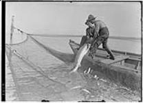 Lifting Sturgeon out of net 6 Aug., 1909