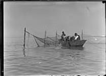 Lifting fishing pound nets 6 Aug., 1909