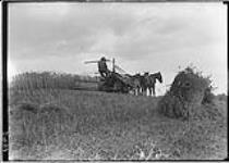 Binder at work [in wheat field], 27 July, 1909 27 JULY, 1909