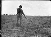 Mowing marsh grass with scythe [for hay] 20 Aug. 1909