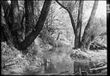 Creek scene in Rosedale, [Park, Toronto, Ont.], 17 May, 1913 [graphic material] 17 MAY, 1913