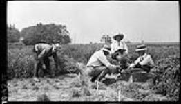 Students cutting and weighing alfalfa at Ontario Agricultural College 18 June, 1914