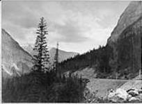 Looking up the Wapta [Kicking Horse] Valley above Field 1886