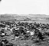 Cattle ranch near Calgary, Alta., [1880 - 1900] [1880 - 1900]