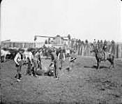 Branding cattle near Calgary, Alta. [1880-1900] [1880-1900]