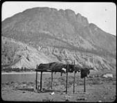 Blackfoot Burial [1880-1900]