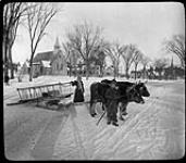 [Oxen pulling sled; c. 1880-1900] [ca. 1880-1900]