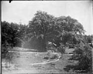 Castle Frank road leading from Hill Crest Park at Rosedale Drive, [Toronto, Ont.] ca. 1885-1920