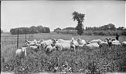 Sheep at the O.A.C. [Ontario, Agricultural, College], Guelph, [Ont.] 13 June, 1918