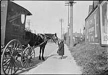 Boy feeding a delivery horse on Sunnyside Avenue 22 Oct. 1915