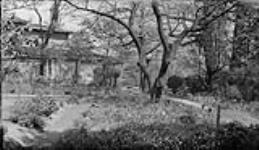 Garden at Howards house in High Park 24 May, 1916