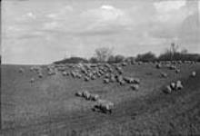[Sheep ranching near Moose Jaw, Sask.] [c. 1909]