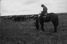 [Cattle ranching near Moose Jaw, Sask.] [c. 1909]
