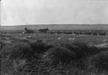 [Binder at work near Moose Jaw, Sask.] [c. 1909]