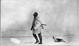 J. Hadley dragging a seal to camp on Wrangell Island at Warring Pt., [Alaska], June 1914 1913 - 1914