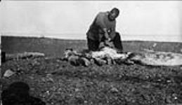 Chief Engineer [J.] Munro skinning a seal at Rogers Harbor, Wrangell Island, [Alaska], 1914 1913 - 1914