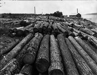 Logs, near Gore Bay, Ont c. 1904