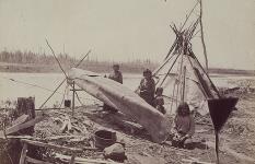 [A group of Ojibway mending a birch bark canoe, Lake of the Woods region, Ontario] Aboriginal women mending a birchbark canoe at the North-West Angle 1872