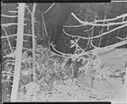 Air crash at St. Joachim, (Saint-Joachim), [P.Q.] 8 Sept., 1949