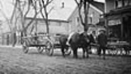 Pair of oxen on a street 7 November 1919