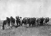 Roy Stinson is shown behind oxen, clearing land. McCord Disrict, South of LaFleche, Québec 1912