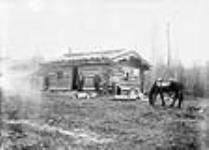New settlers - log cabin around Hazelton - maybe line cabin ca. 1934