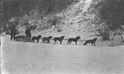 Dog team, Hazelton, B.C. 1907-12 1907-1912