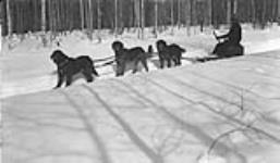 Dog Team, Hazelton, B.C., 1907-1912 1907-1912