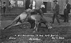 N.A.B.C. packhorse. A bad spill, but no harm done. Hazelton, B.C. 1908-1912 1908-1912