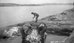 Skinning walrus July 1924.