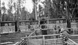 Buffalo in the corrals at Waterways, [Alta.] after being taken from the Railway cars 1925