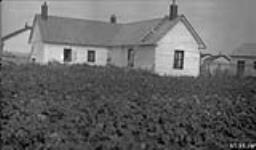 Potato field at Good Hope 1925