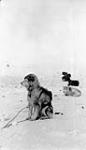 This is how the sled dogs are tethered April 1931.