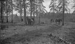 Camp at "Cherry Mountain" on the Pine Lake - Peace Point Trail, Open Banksian pine forest 8 September 1933.